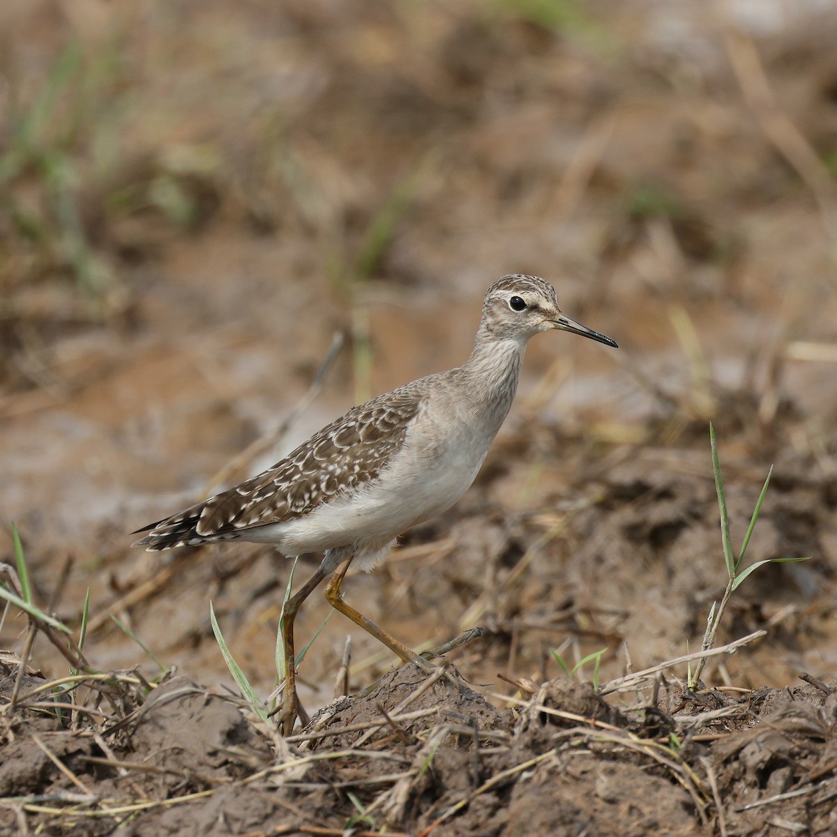 vodouš bahenní - ML645573174