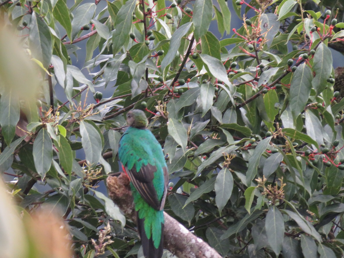 Crested Quetzal - ML645573178
