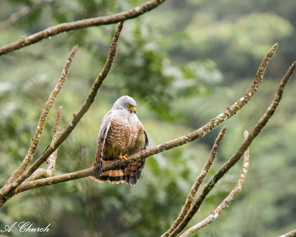 Yol Şahini - ML645573179