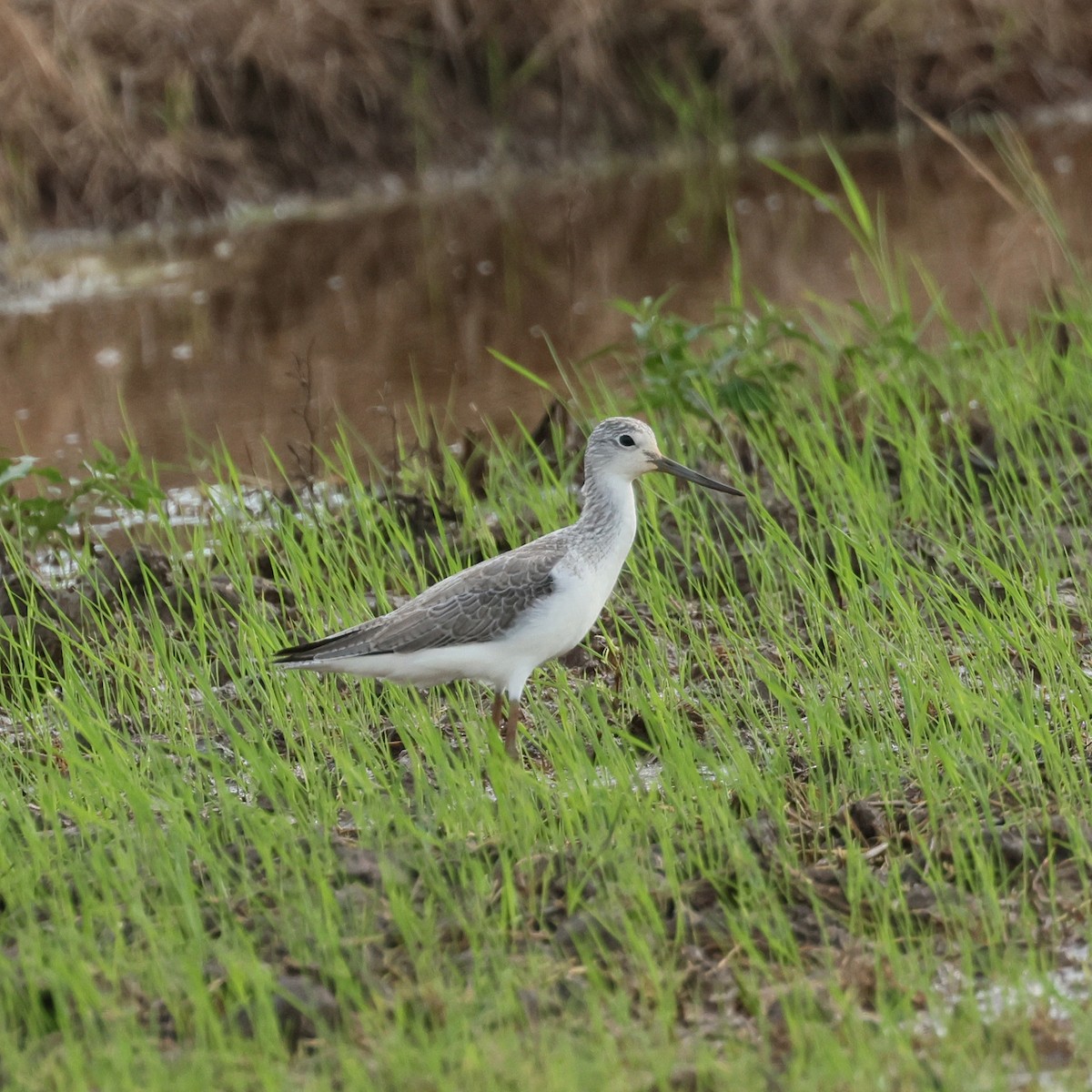 Common Greenshank - ML645573181