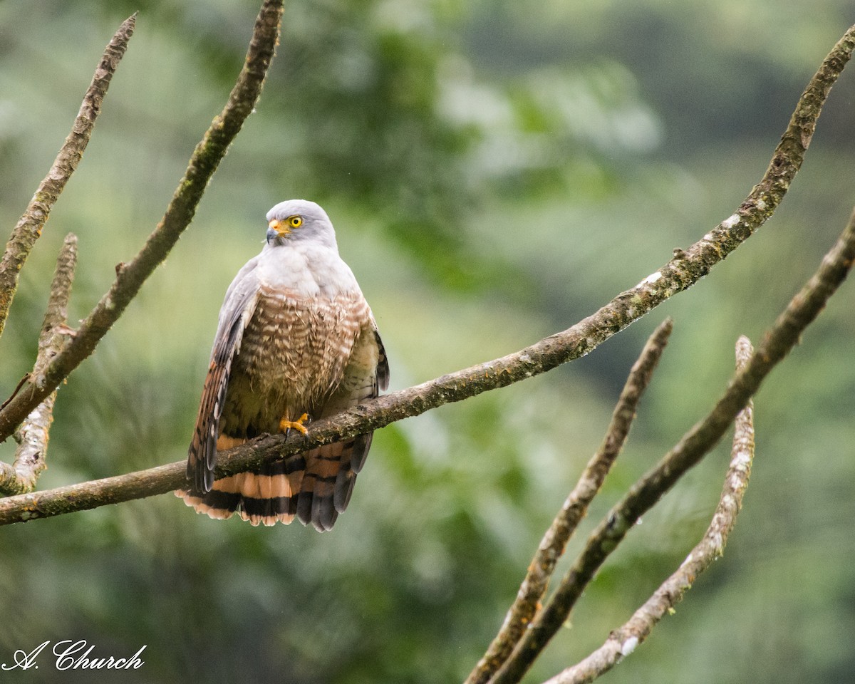 Yol Şahini - ML645573183