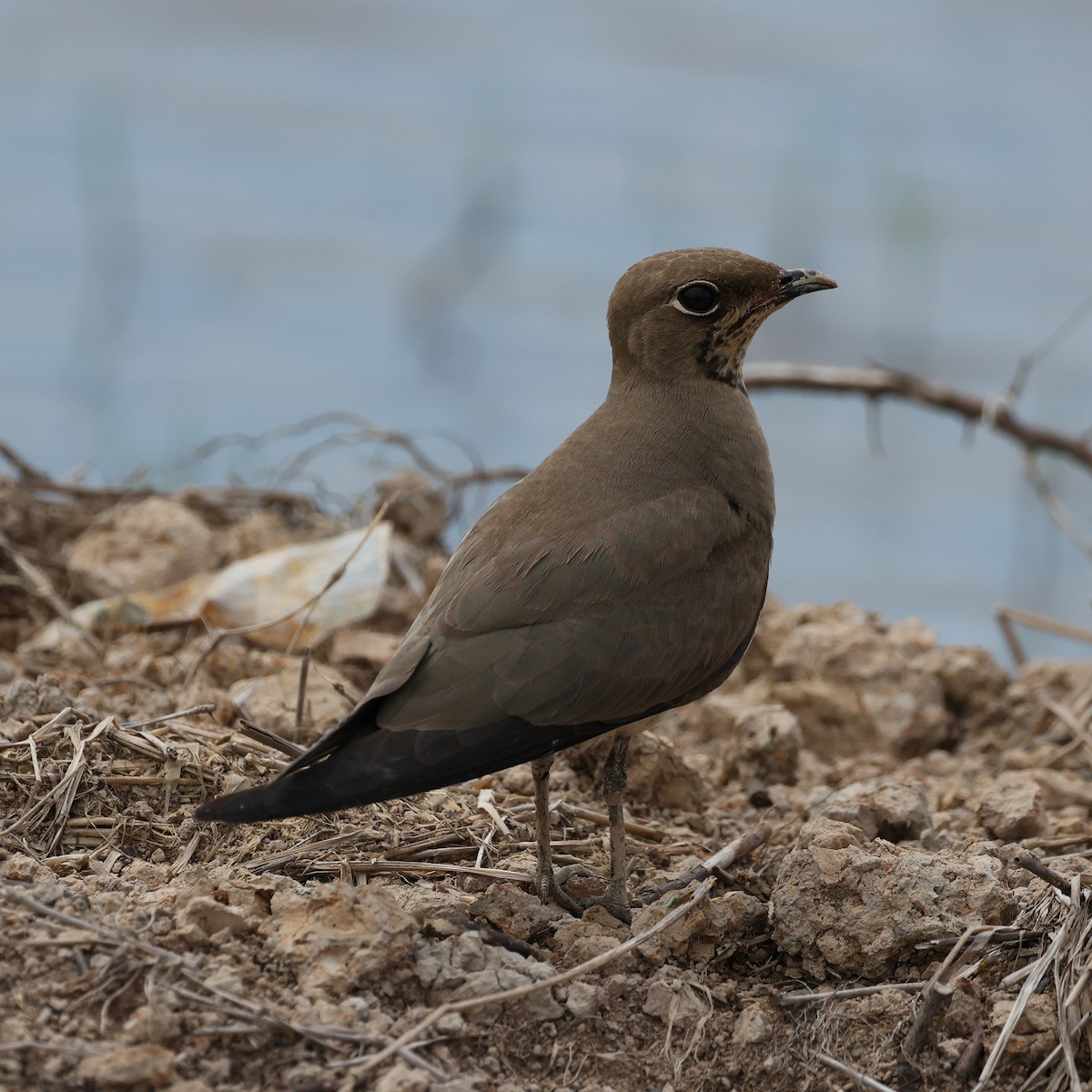 Oriental Pratincole - ML645573185