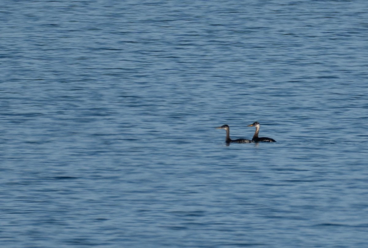 Red-necked Grebe - ML645573187