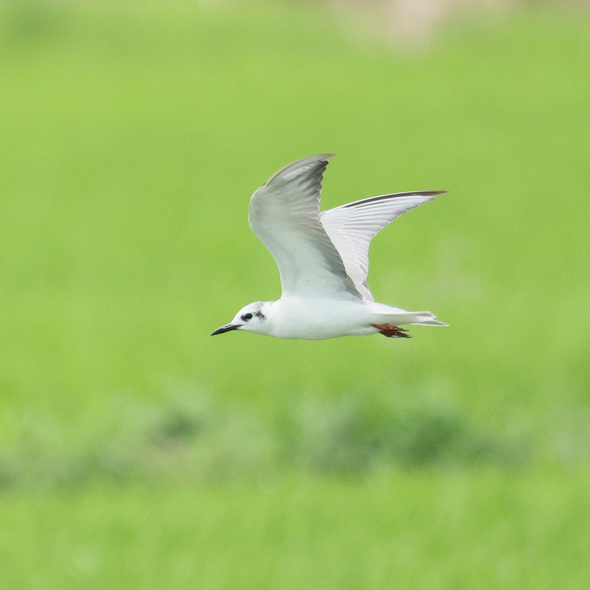 White-winged Tern - ML645573188