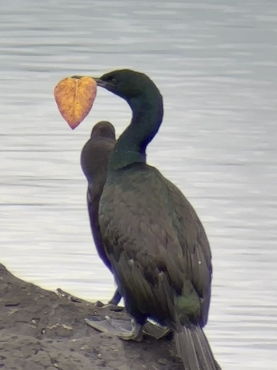 Pelagic Cormorant - ML645573189