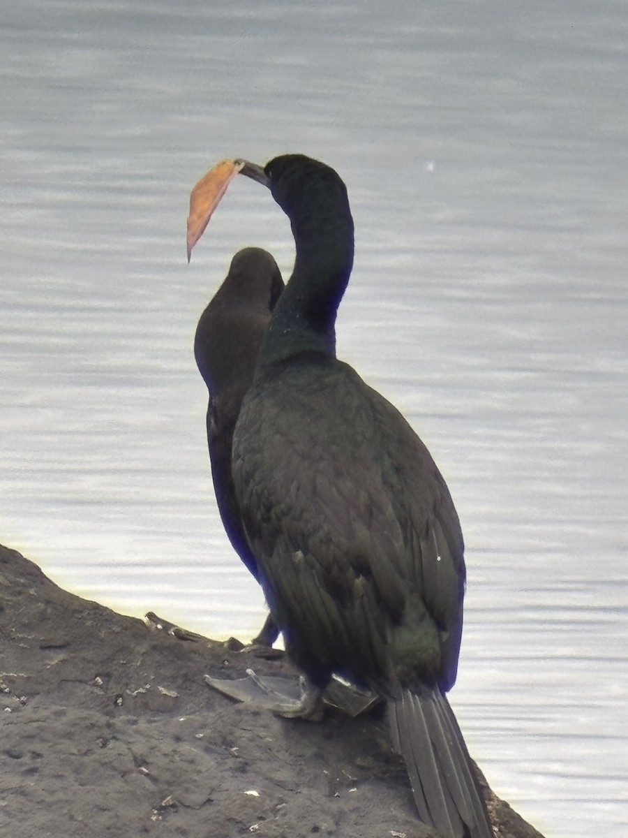 Pelagic Cormorant - ML645573190