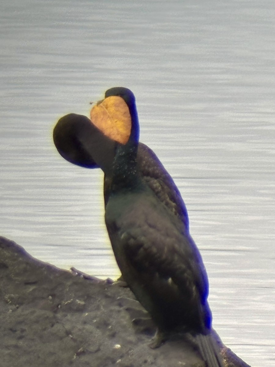 Pelagic Cormorant - ML645573191