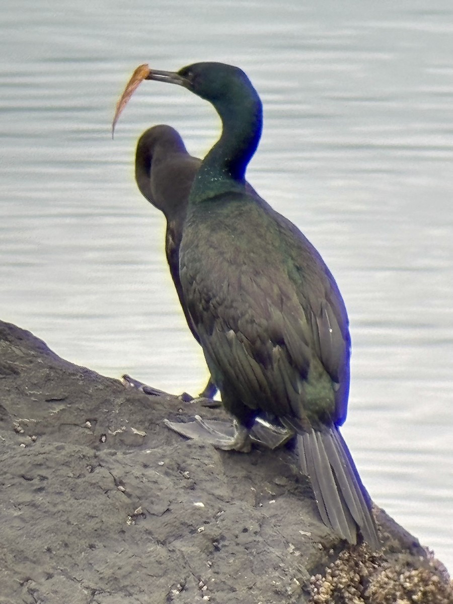 Pelagic Cormorant - ML645573192