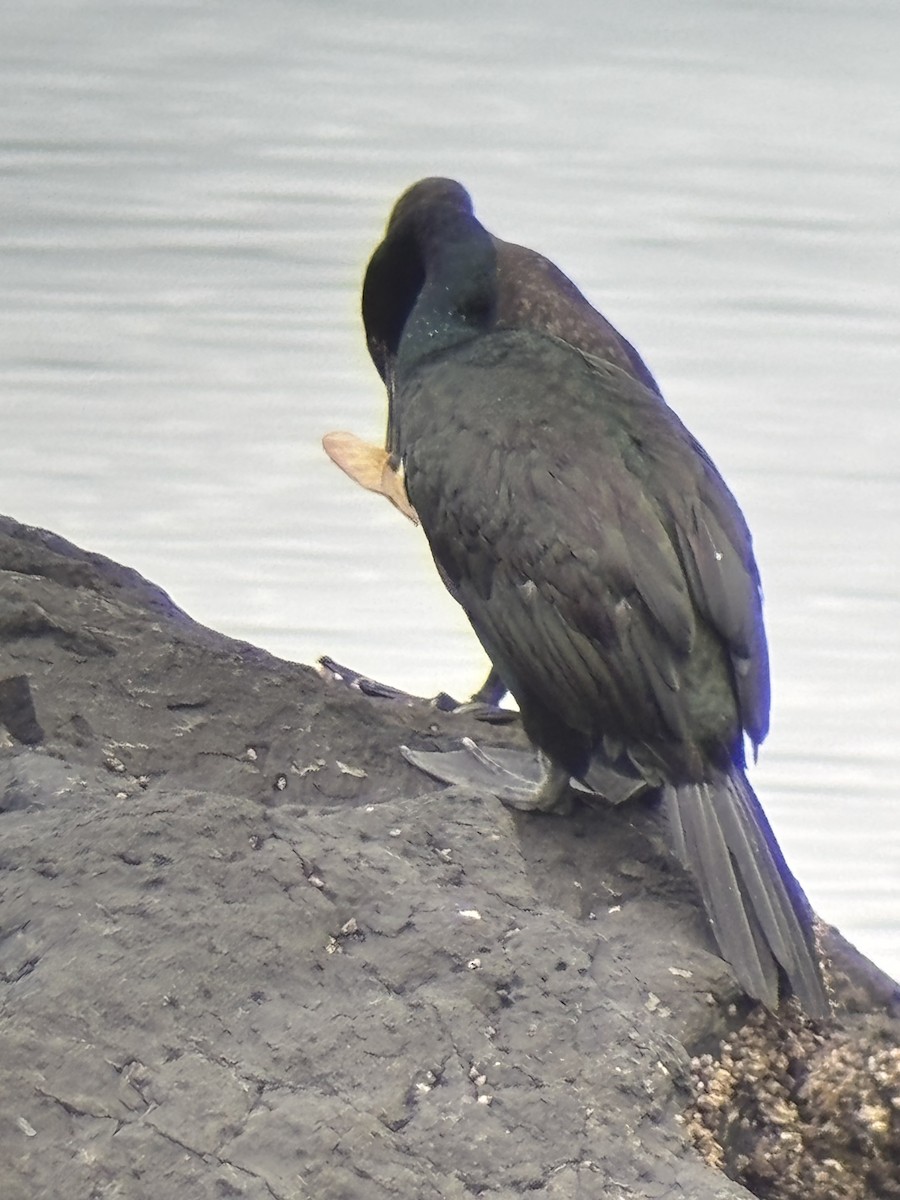 Pelagic Cormorant - ML645573193