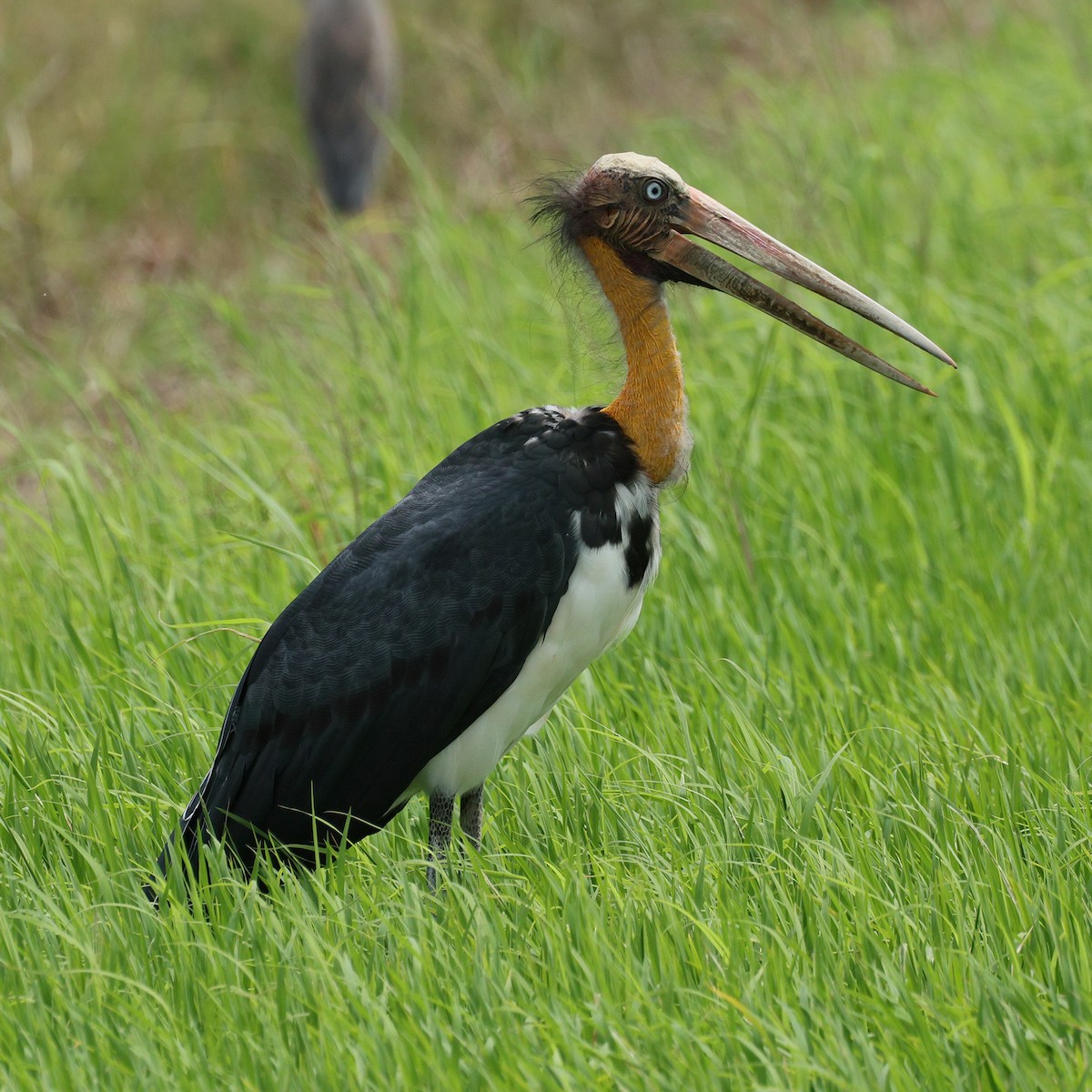 Lesser Adjutant - ML645573194