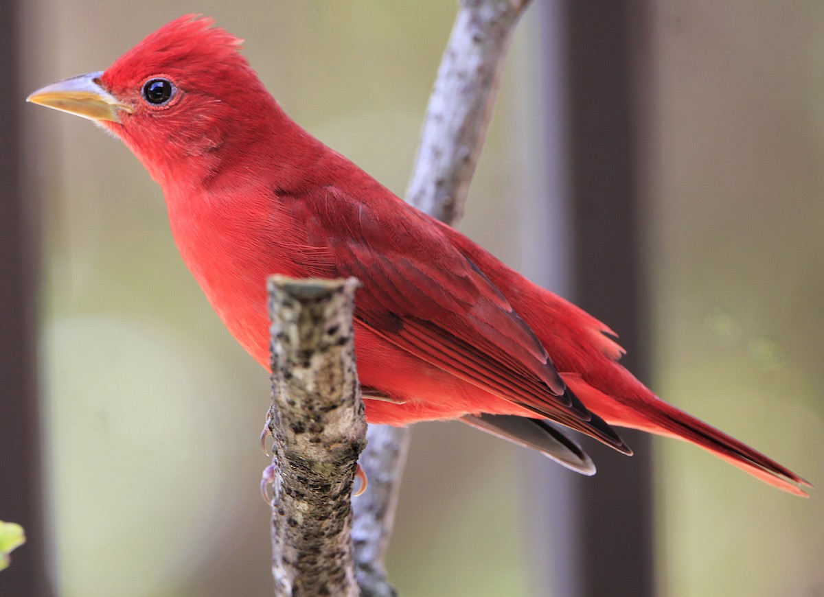 Summer Tanager - ML645573196