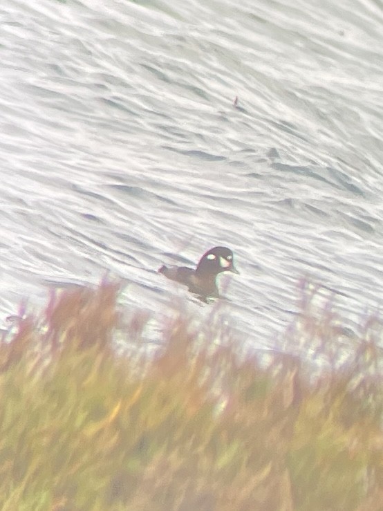 Ahate arlekina - ML645573198