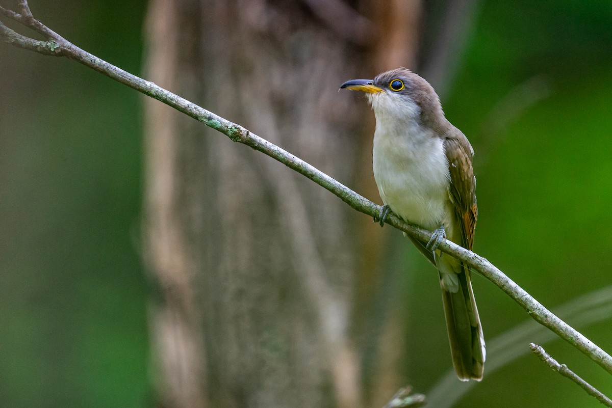 Yellow-billed Cuckoo - ML645573200