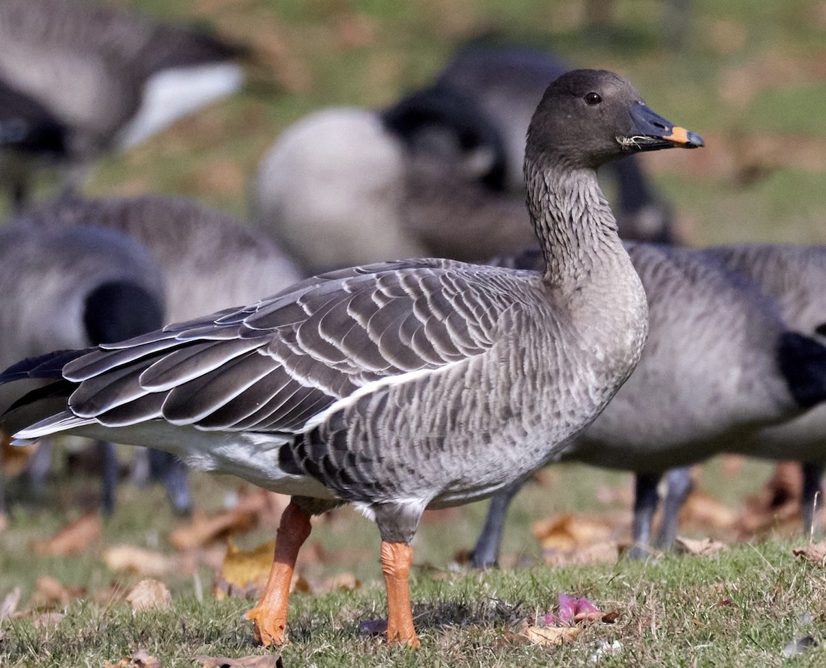 Tundra Bean-Goose - ML645573201