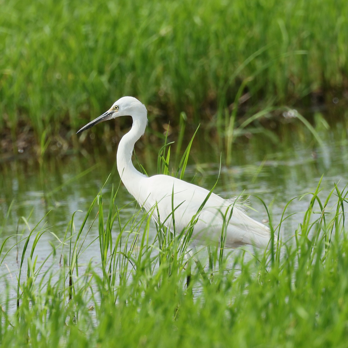 Little Egret - ML645573202