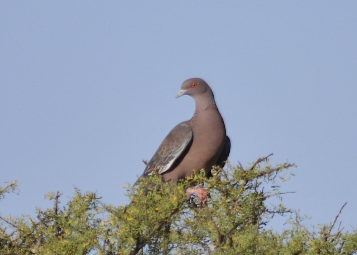 Picazuro Pigeon - ML645573204