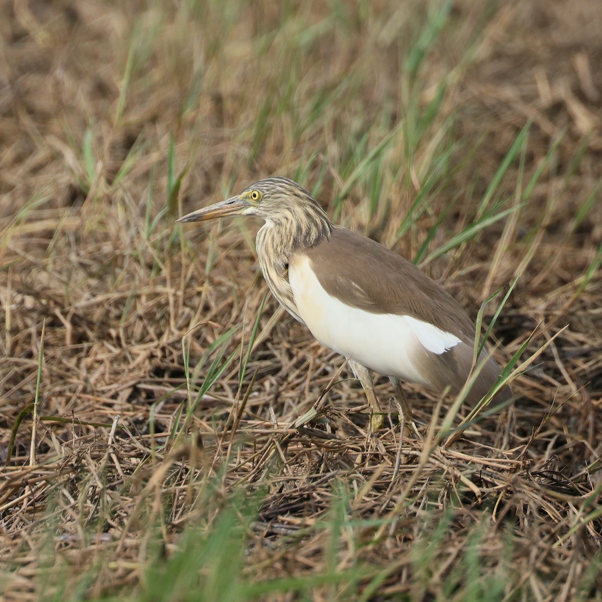 pond-heron sp. - ML645573212