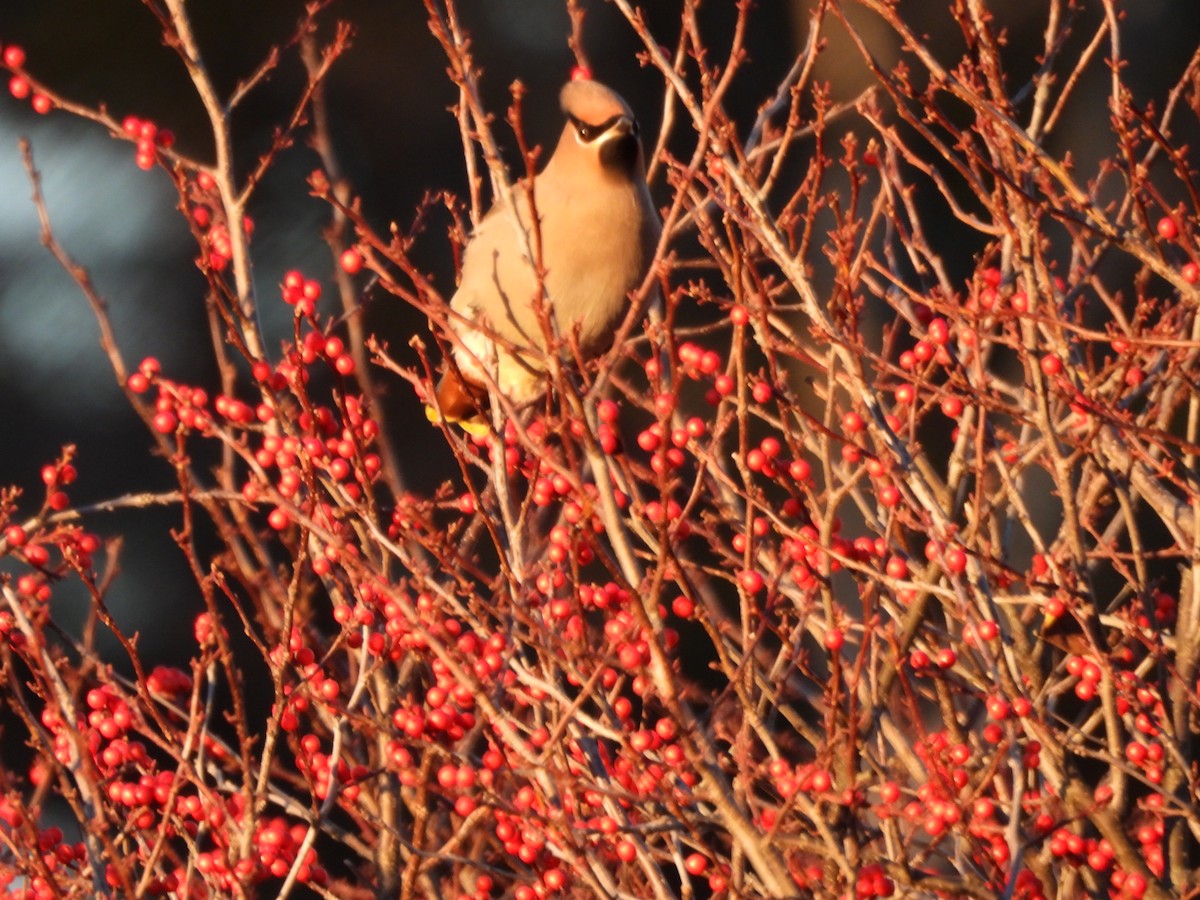 Bohemian Waxwing - ML645573213