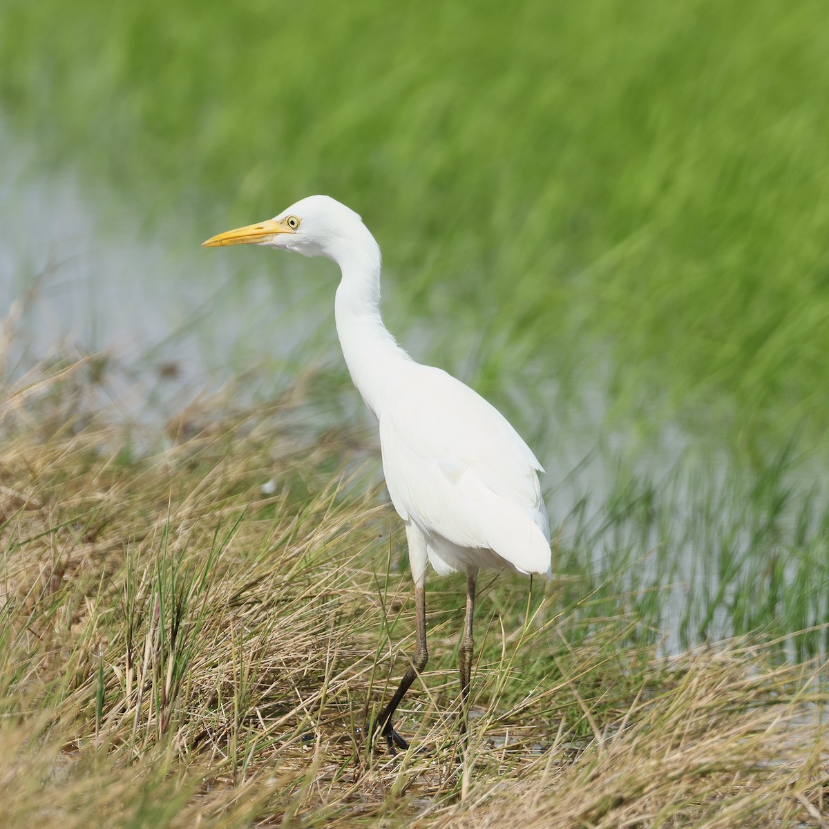 Eastern Cattle-Egret - ML645573217