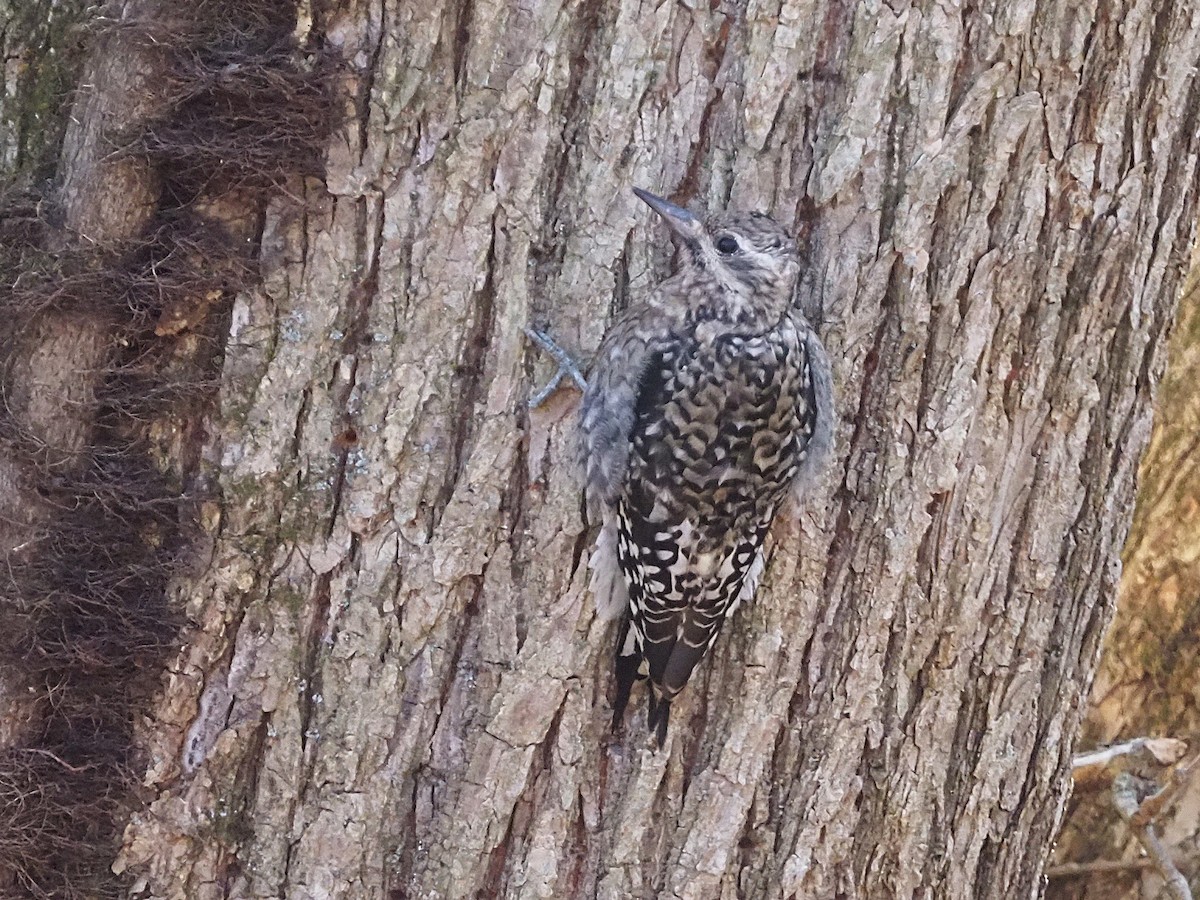 Yellow-bellied Sapsucker - ML645573218
