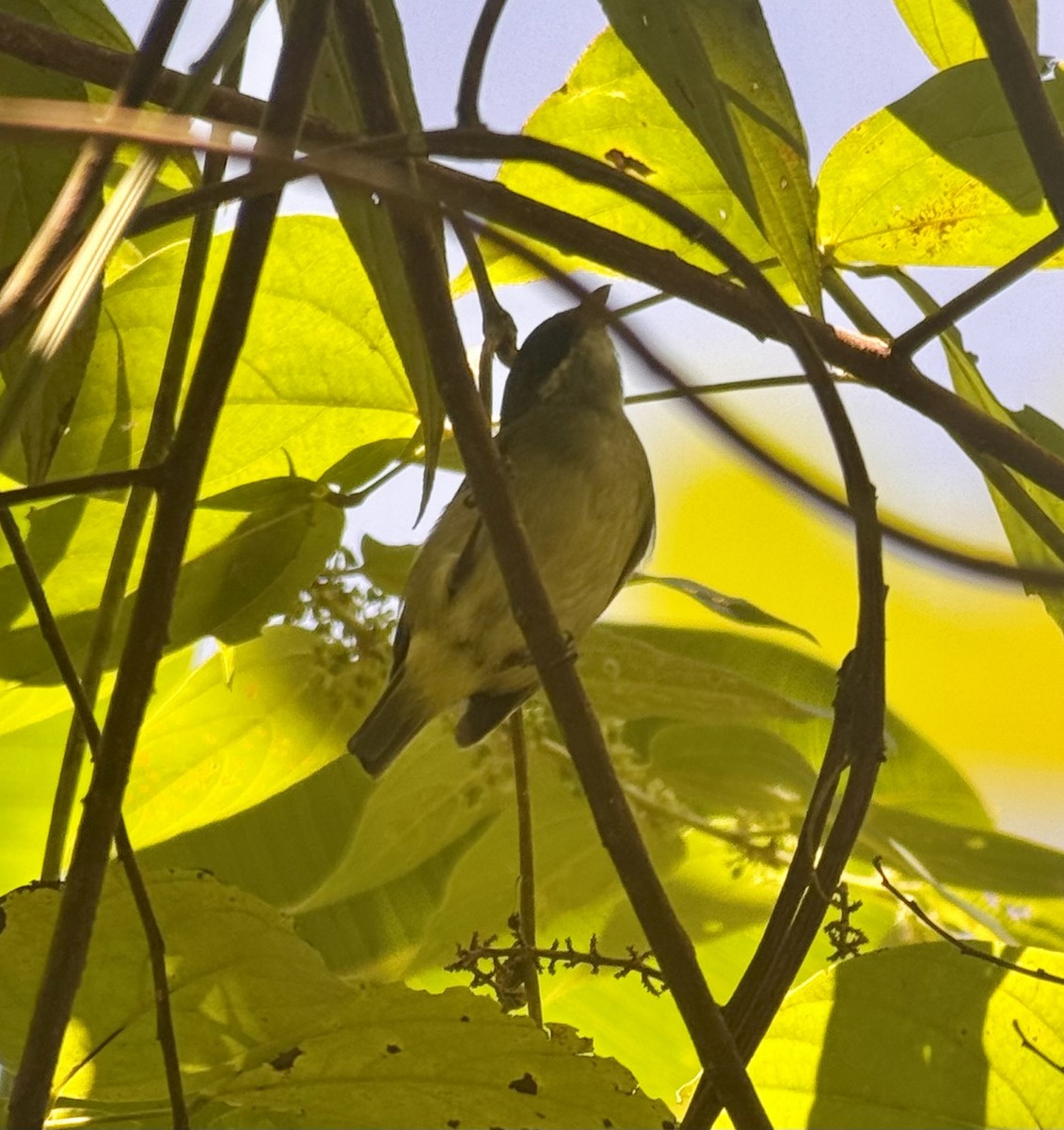 White-ruffed Manakin - ML645573220