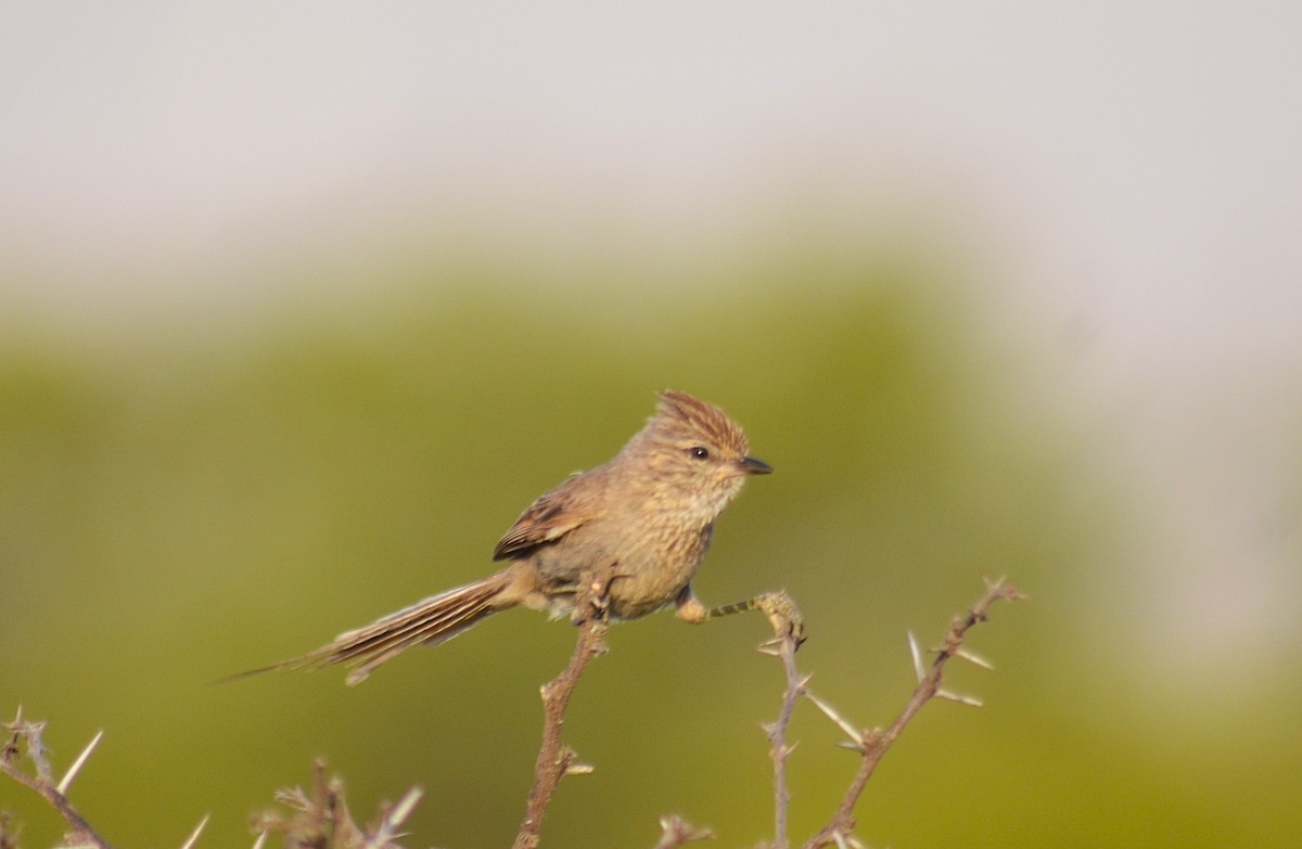 Tufted Tit-Spinetail - ML645573221