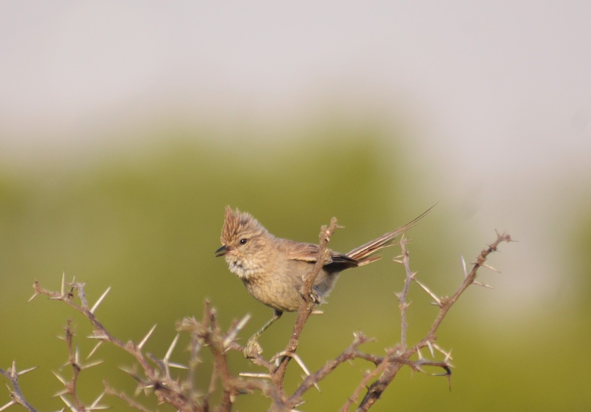 Tufted Tit-Spinetail - ML645573222
