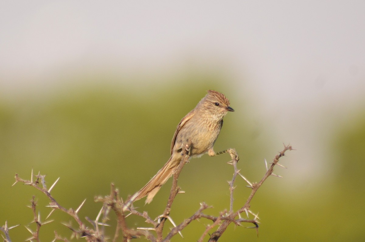Tufted Tit-Spinetail - ML645573224