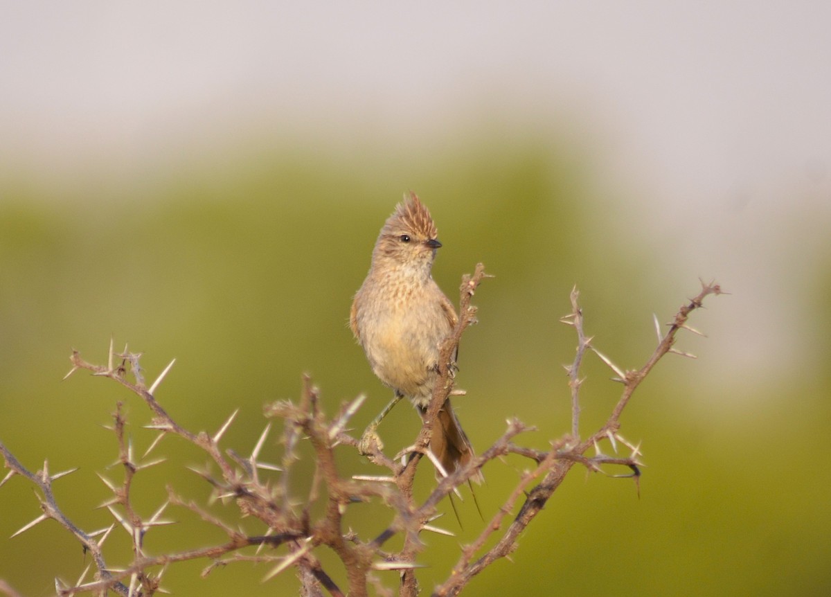 Tufted Tit-Spinetail - ML645573225
