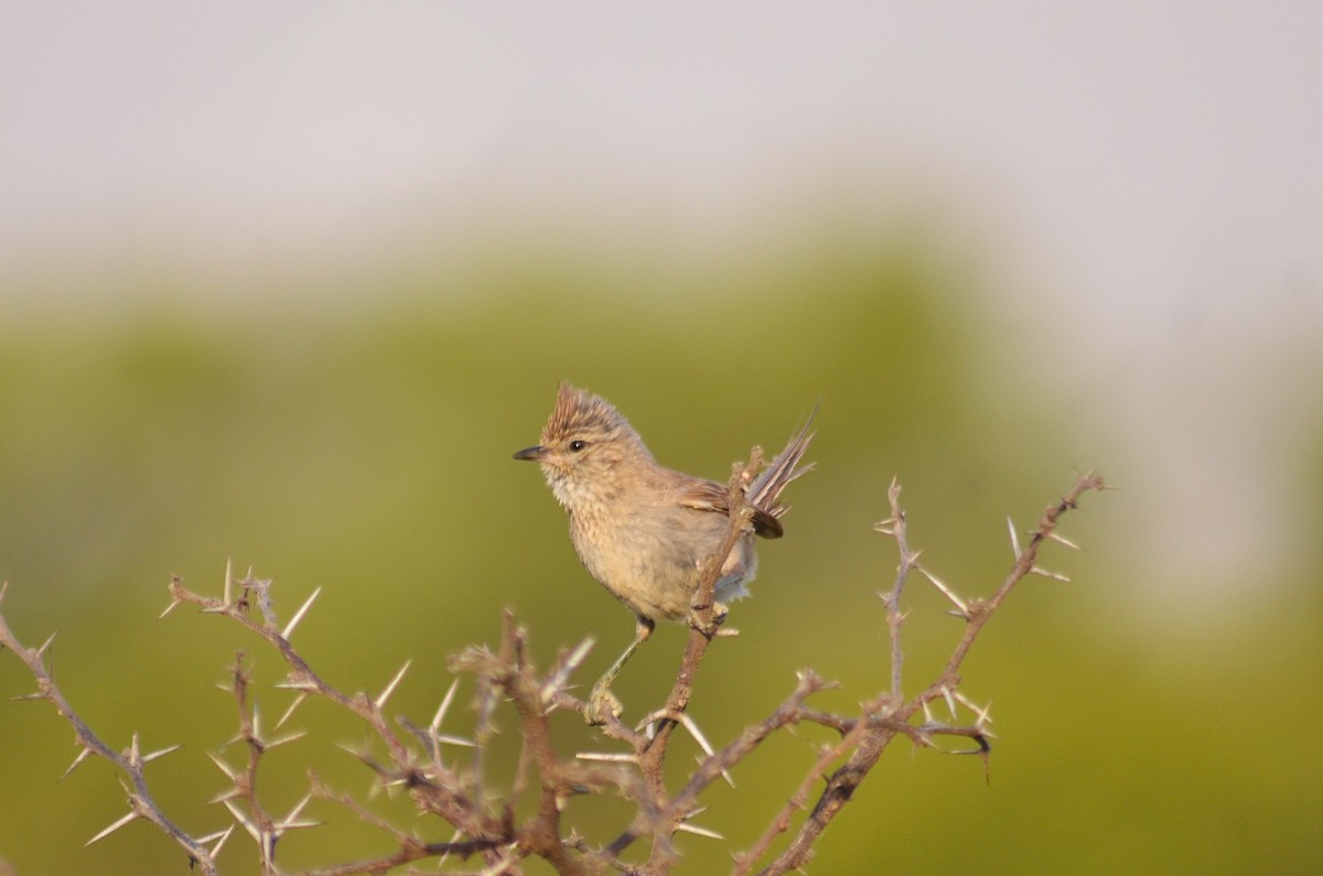 Tufted Tit-Spinetail - ML645573226