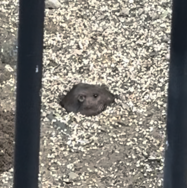 Western Pocket Gophers - ML645573230