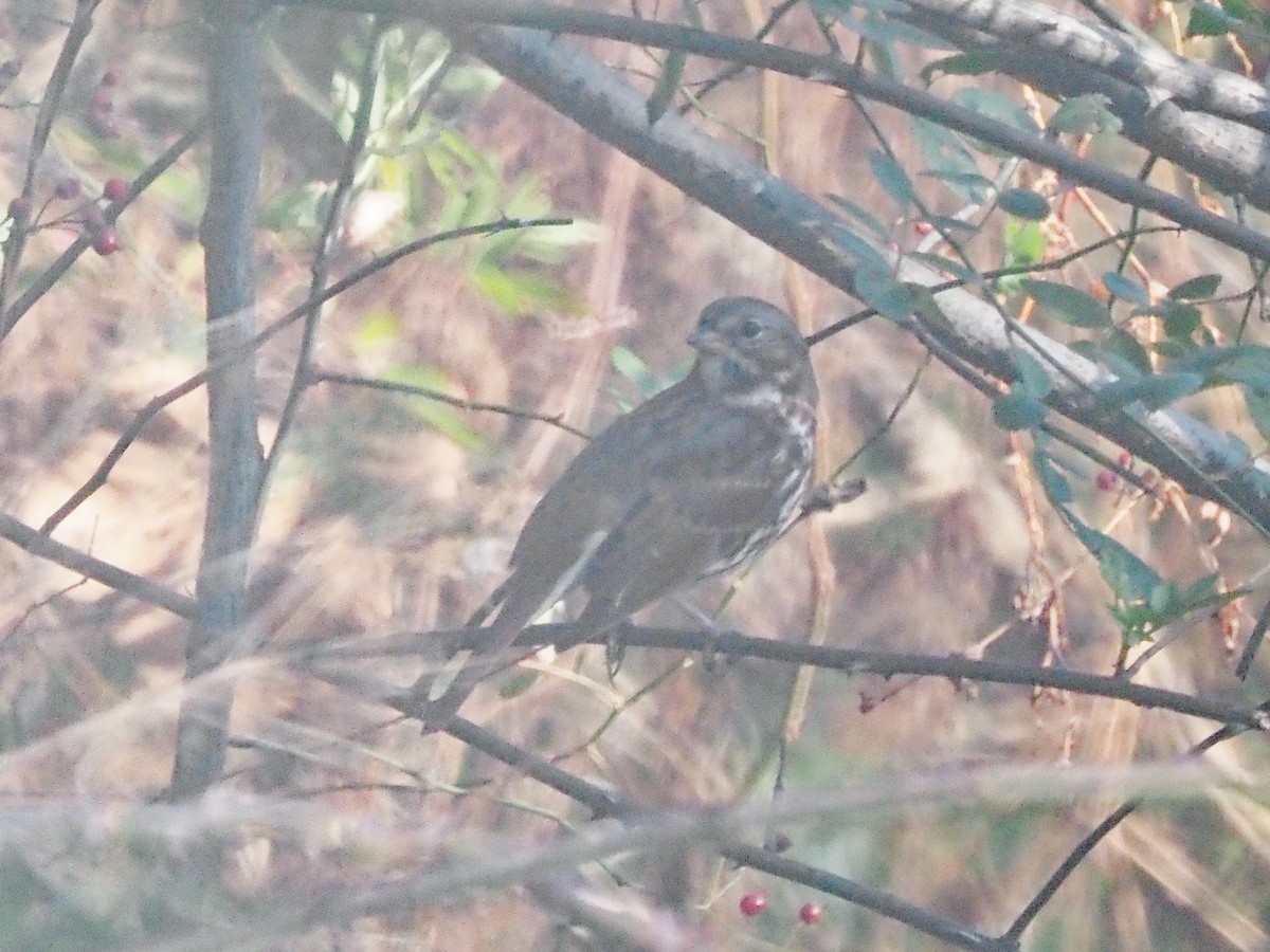 Fox Sparrow - ML645573231