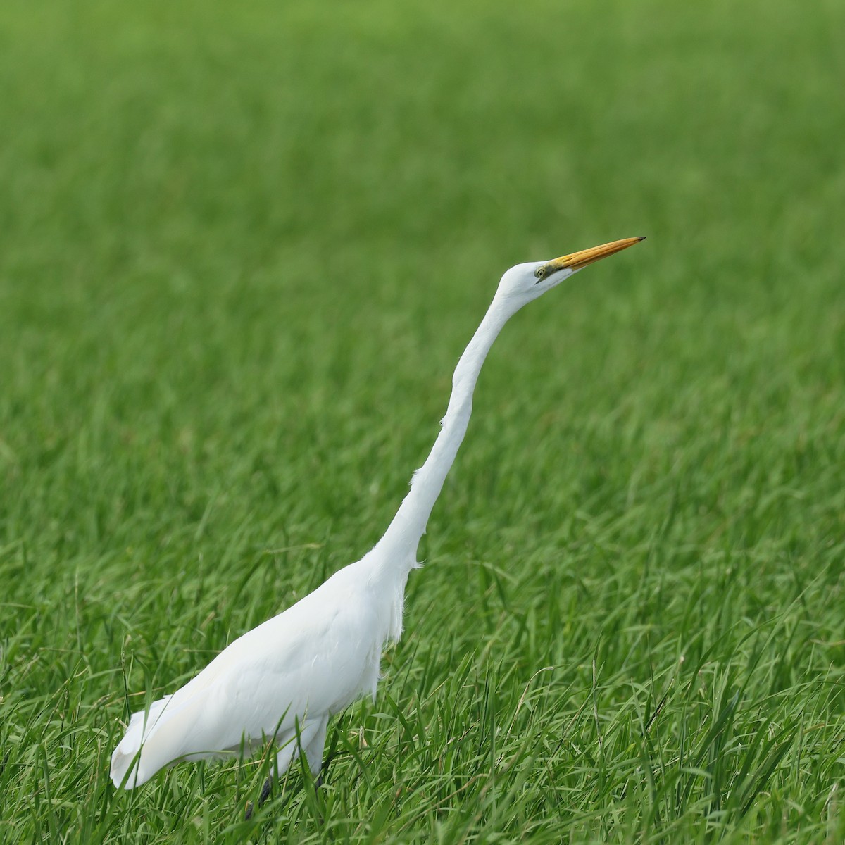 Great Egret - ML645573232
