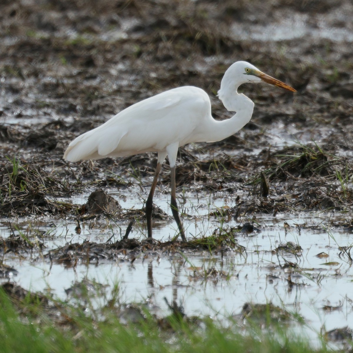 Great Egret - ML645573233