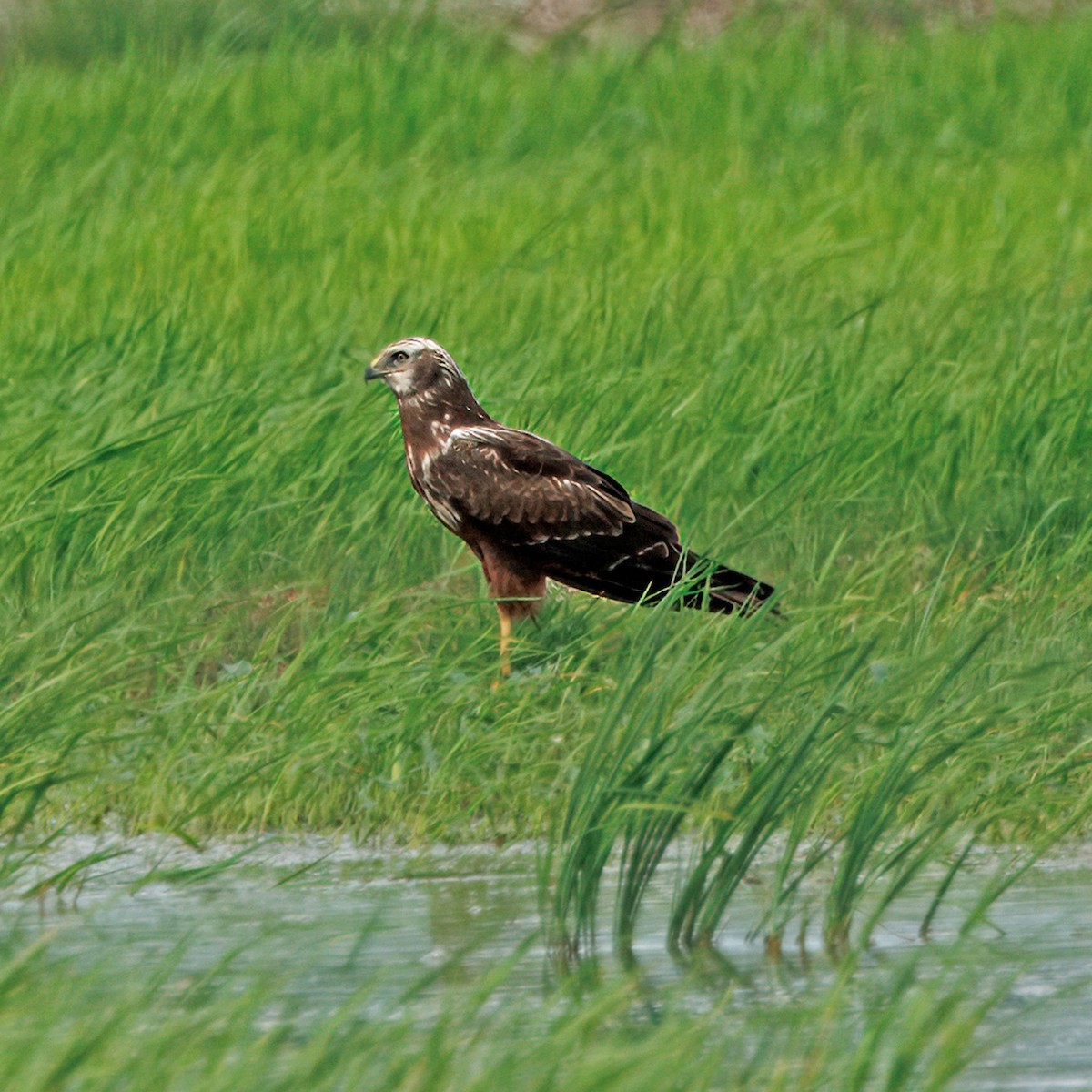 Eastern Marsh Harrier - ML645573237