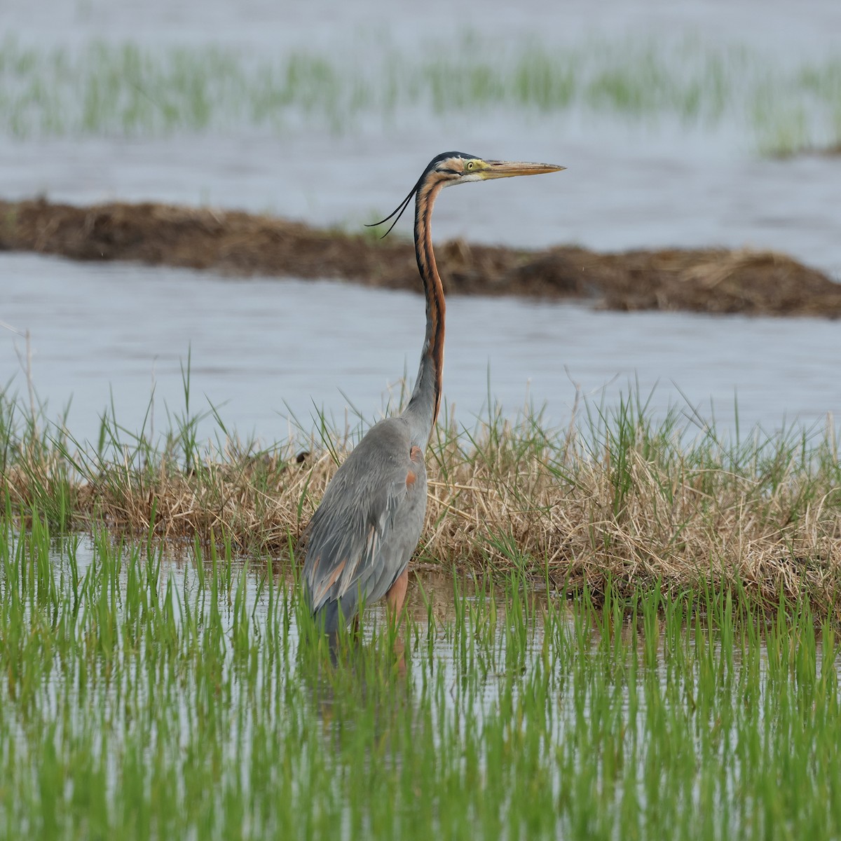 Purple Heron - ML645573239