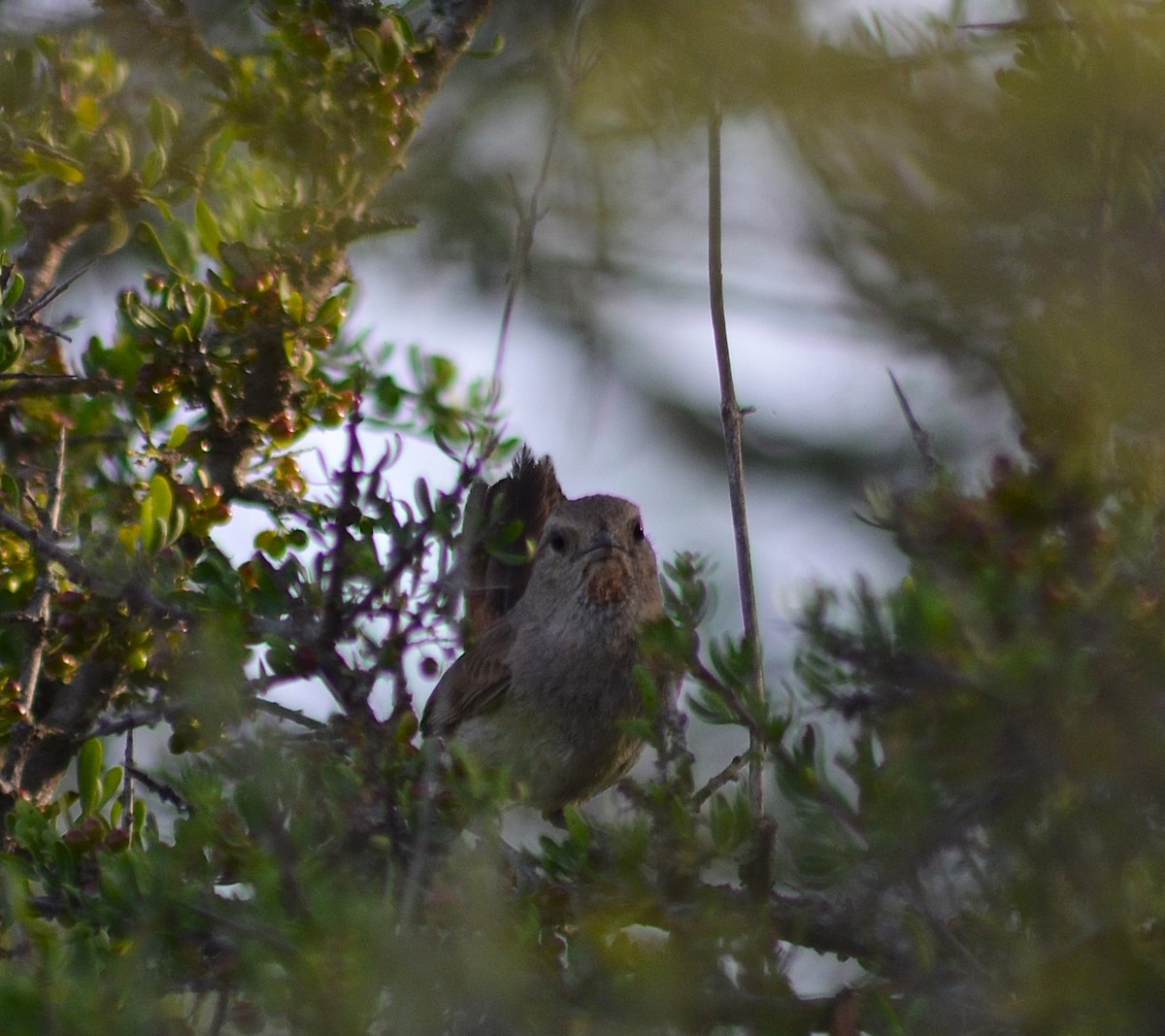 Short-billed Canastero - ML645573240