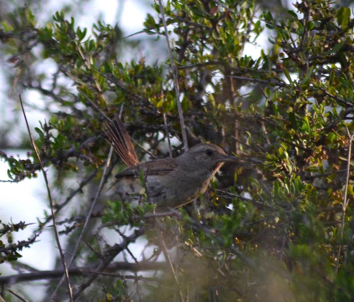 Short-billed Canastero - ML645573241