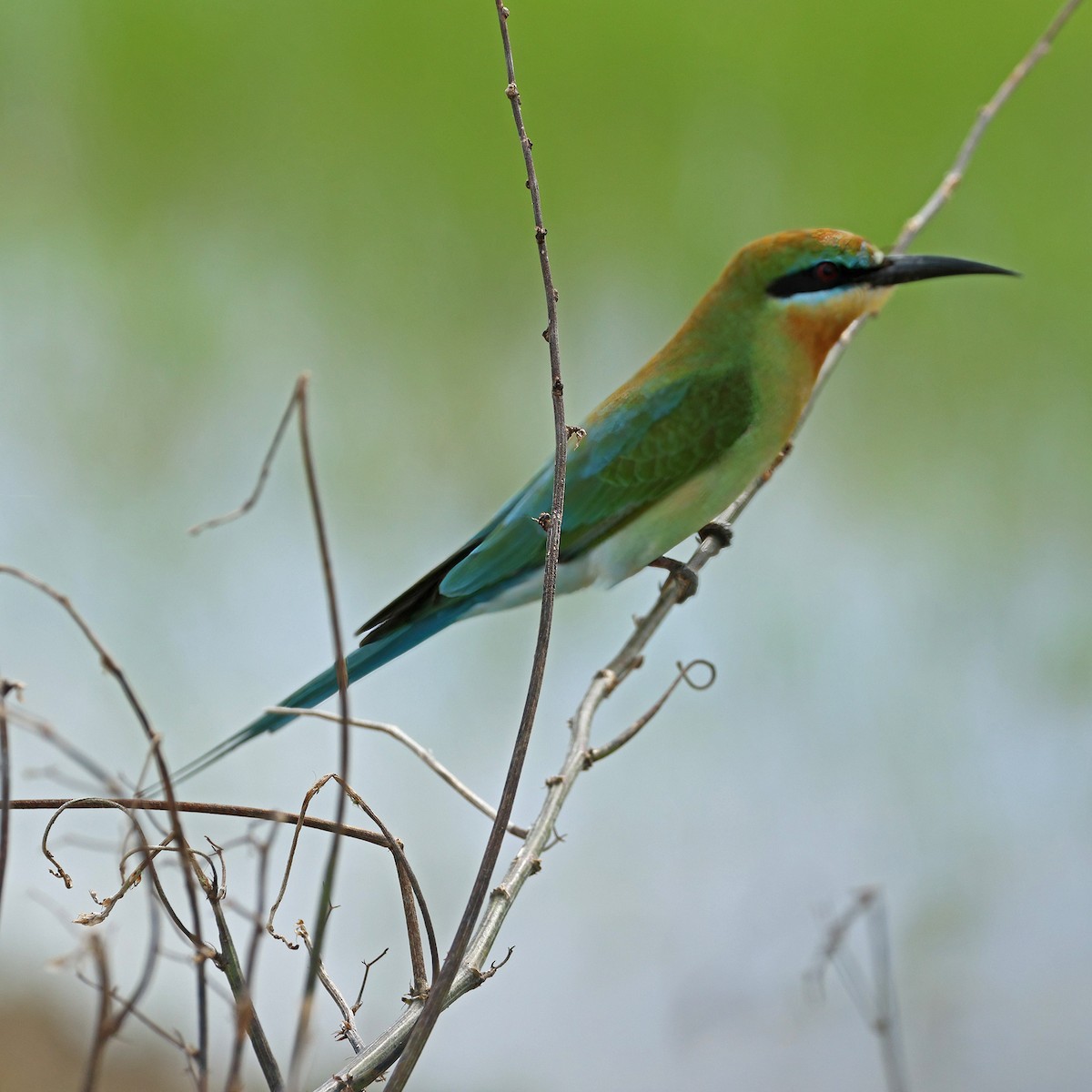 Blue-tailed Bee-eater - ML645573246