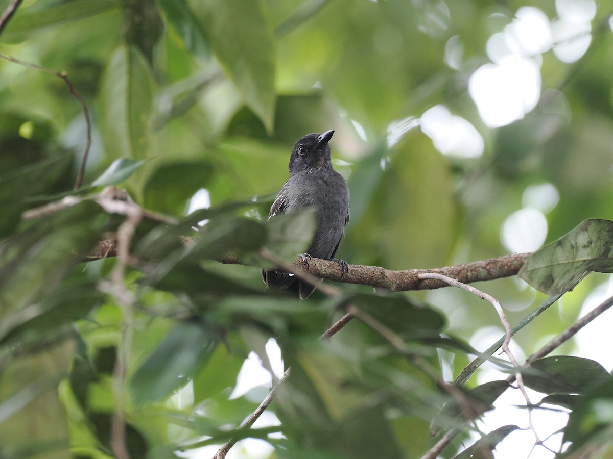 Blackish-gray Antshrike - ML645573252