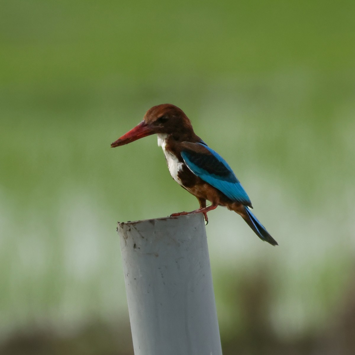 White-throated Kingfisher - ML645573253