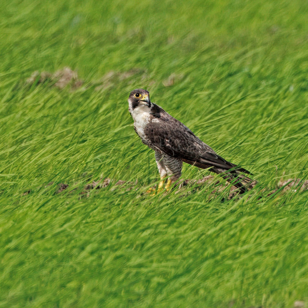 Peregrine Falcon - ML645573256