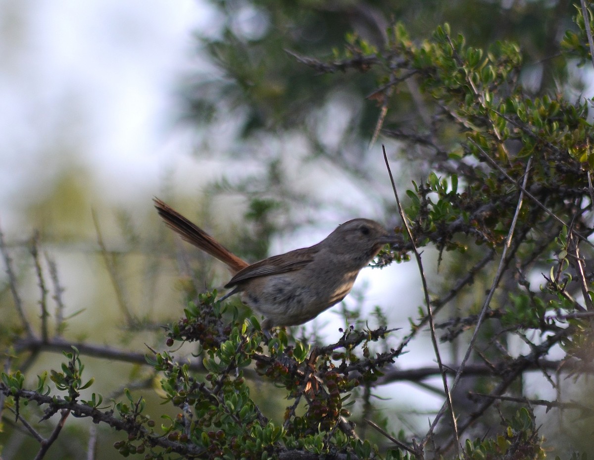 Short-billed Canastero - ML645573260