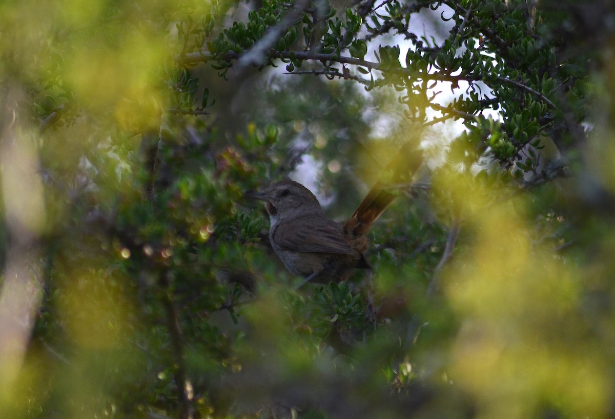 Short-billed Canastero - ML645573268