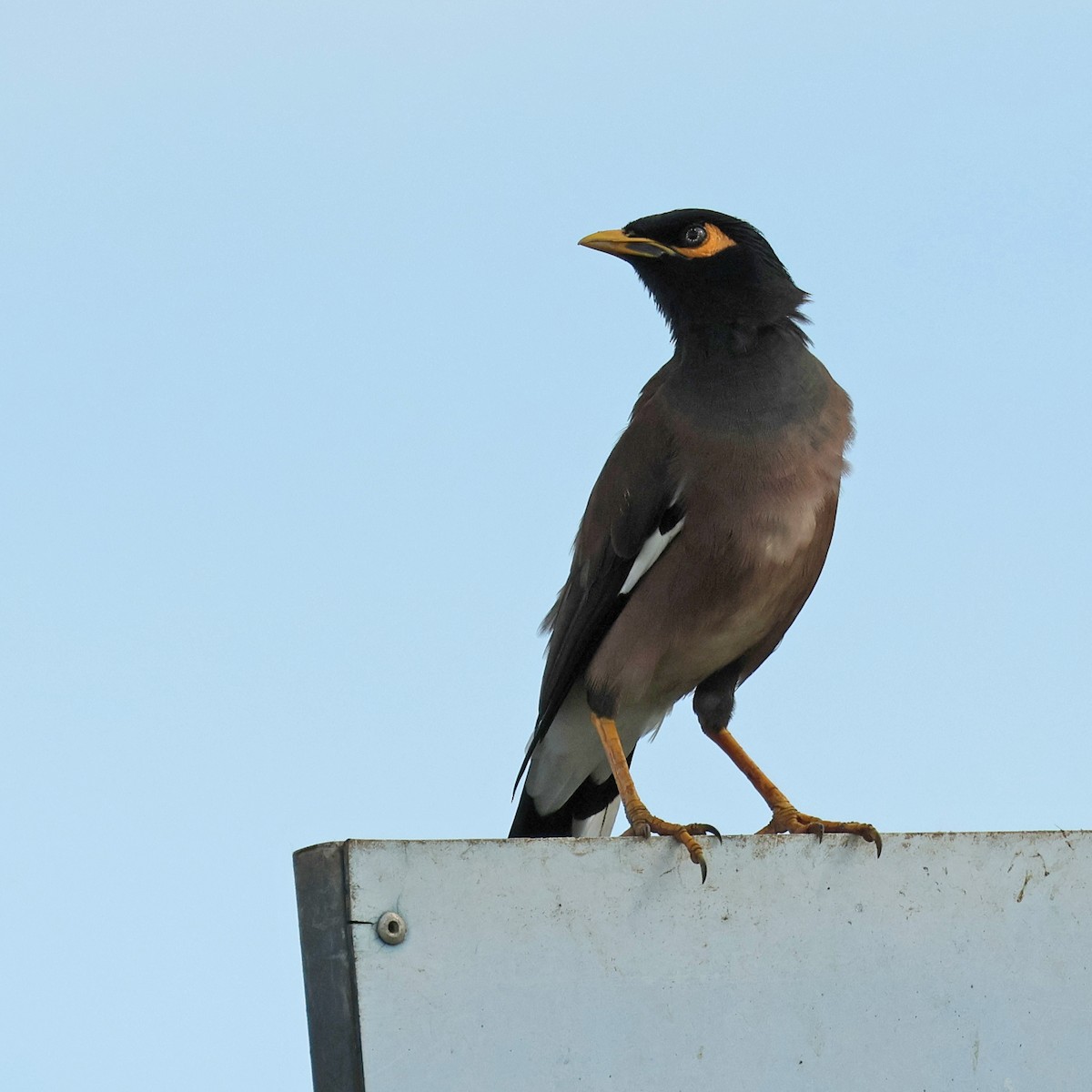 Common Myna - ML645573271