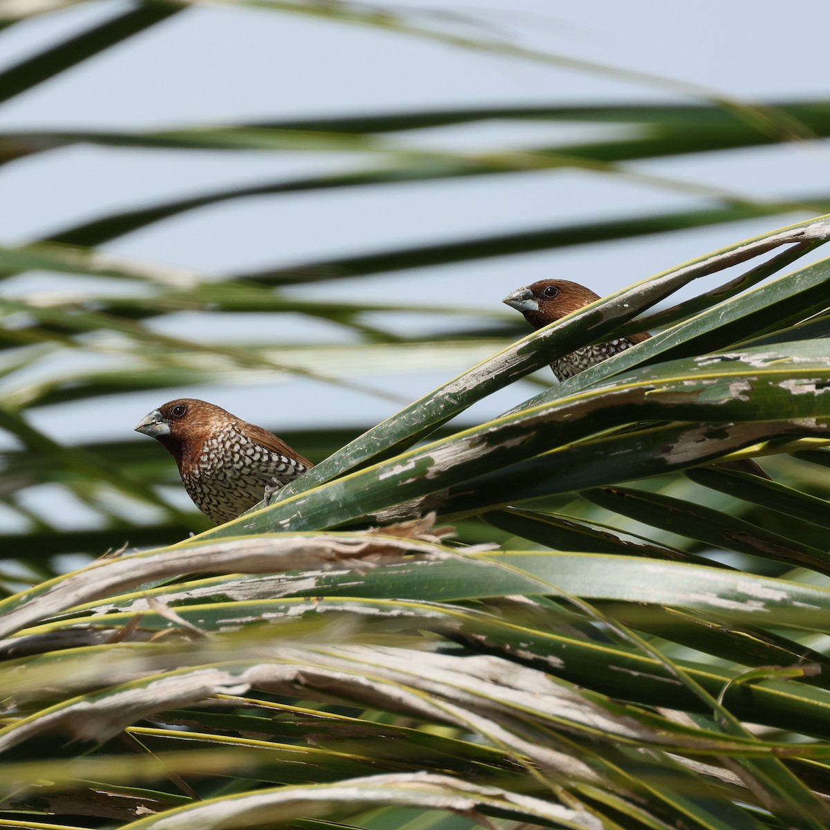 Scaly-breasted Munia - ML645573276