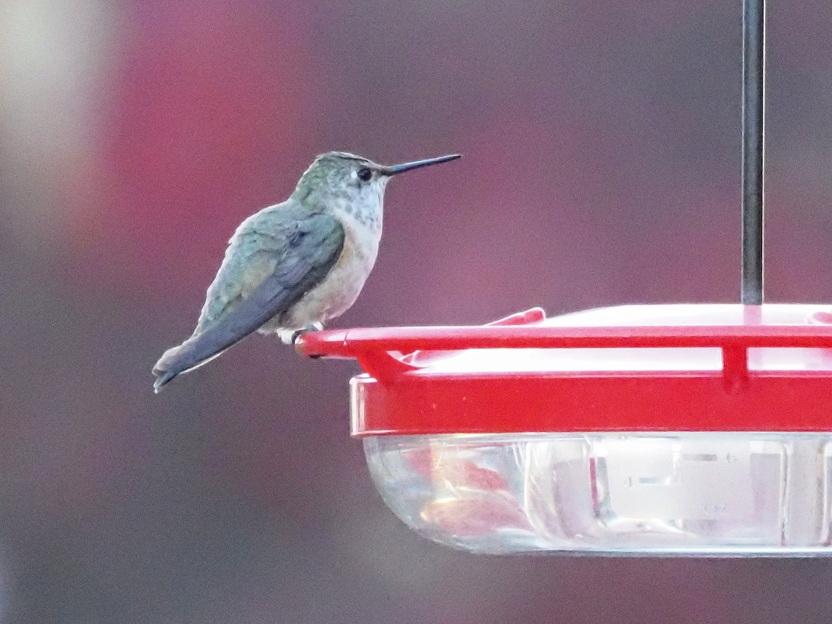 Rufous Hummingbird - ML645573281