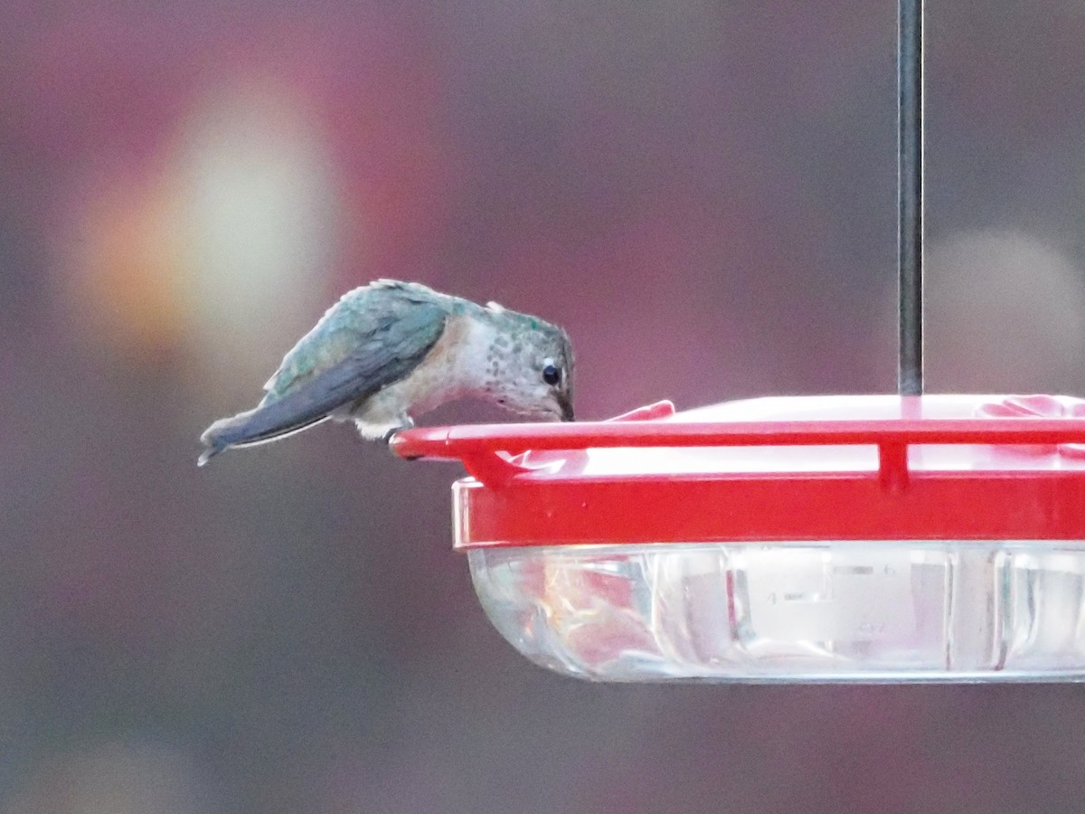 Rufous Hummingbird - ML645573282