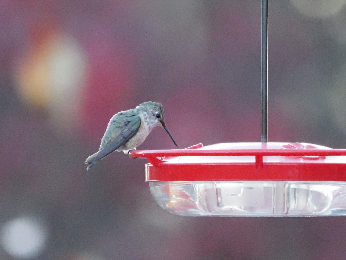 Rufous Hummingbird - ML645573283