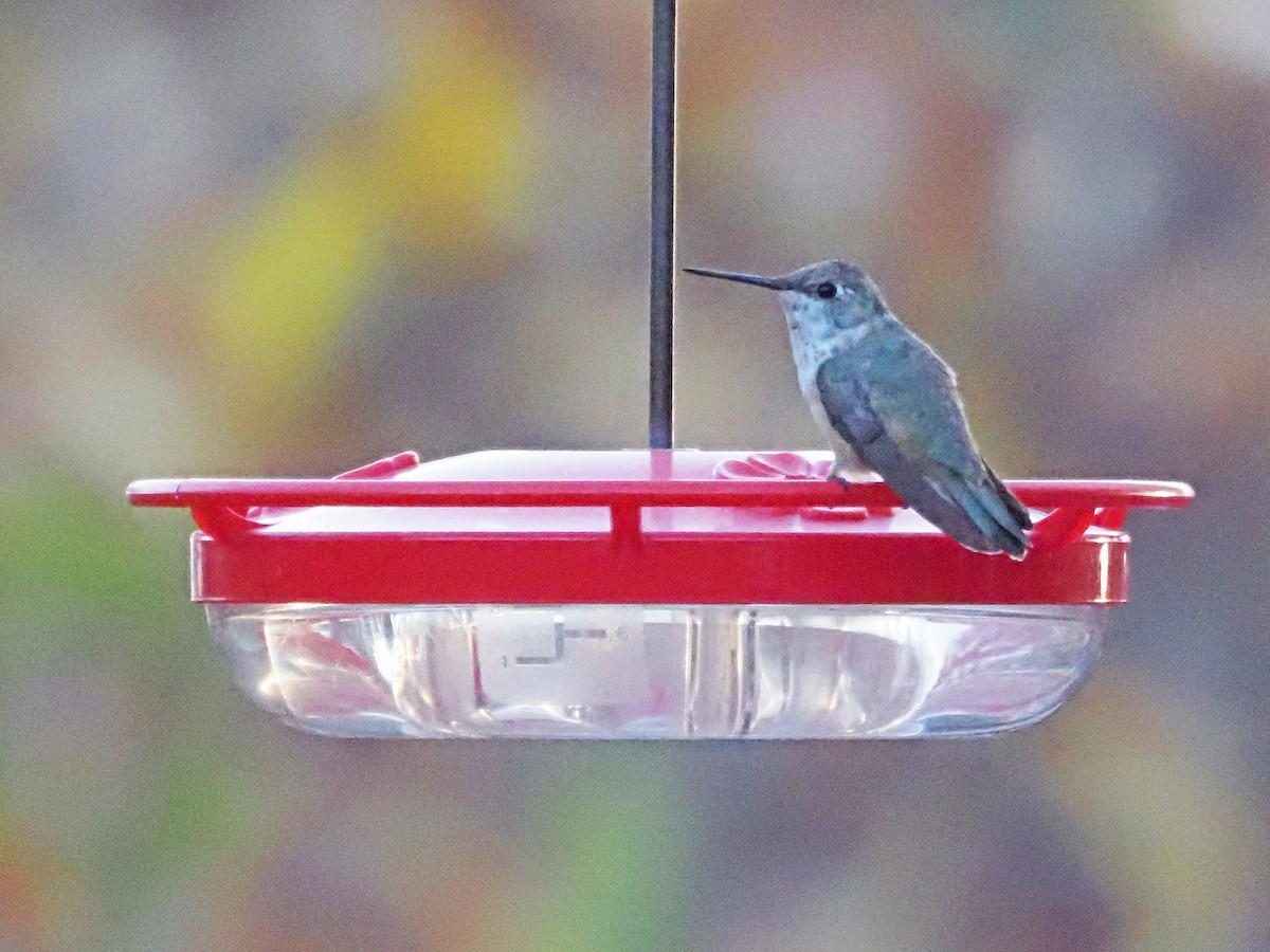 Rufous Hummingbird - ML645573284